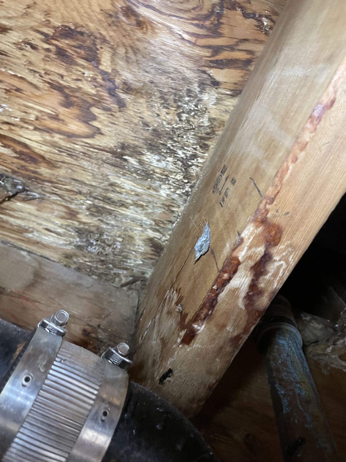Water-damaged framing and plumbing found in a crawlspace